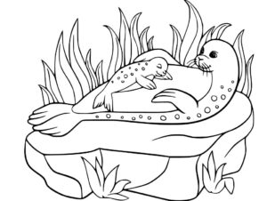 foca e mãe foca – desenho para colorir