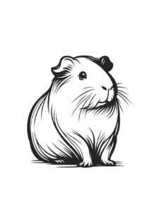 Meerschweinchen Färbung Seite – Malvorlage
