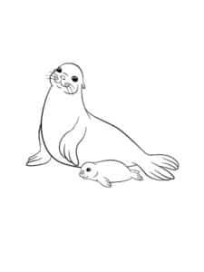 Baby seal with mum – colouring page