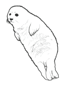 Foca deitada no chão – desenho para colorir